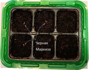 лутрасил