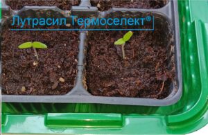 лутрасил